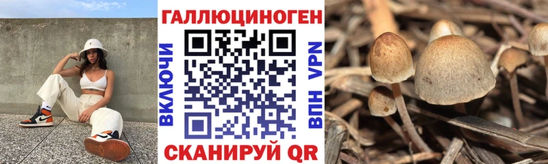 Купить где  Белый  Псилоцибиновые грибы Cubensis 